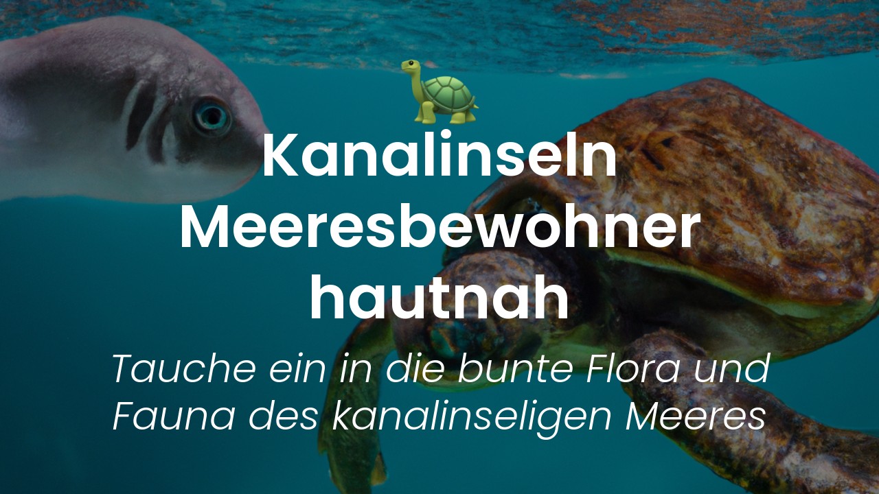 Kanalinseln Meeresschildkröten & Robben-featured-image