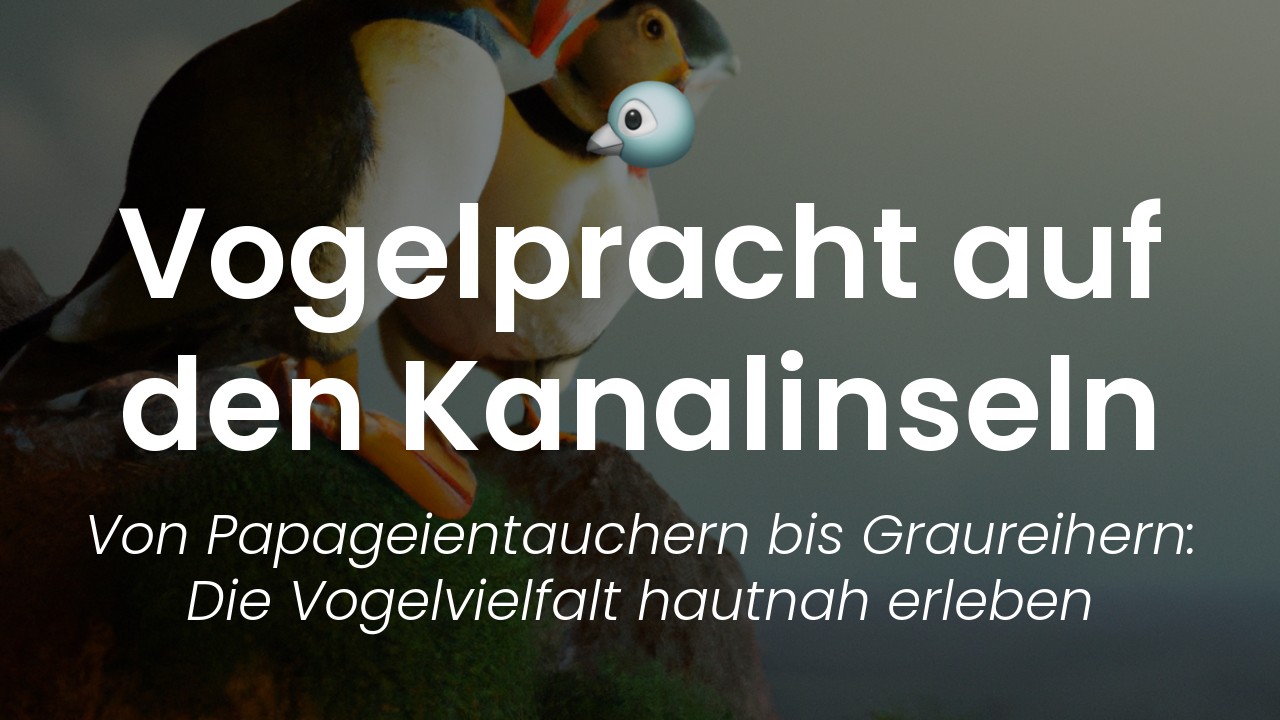 Vögel Kanalinseln-featured-image