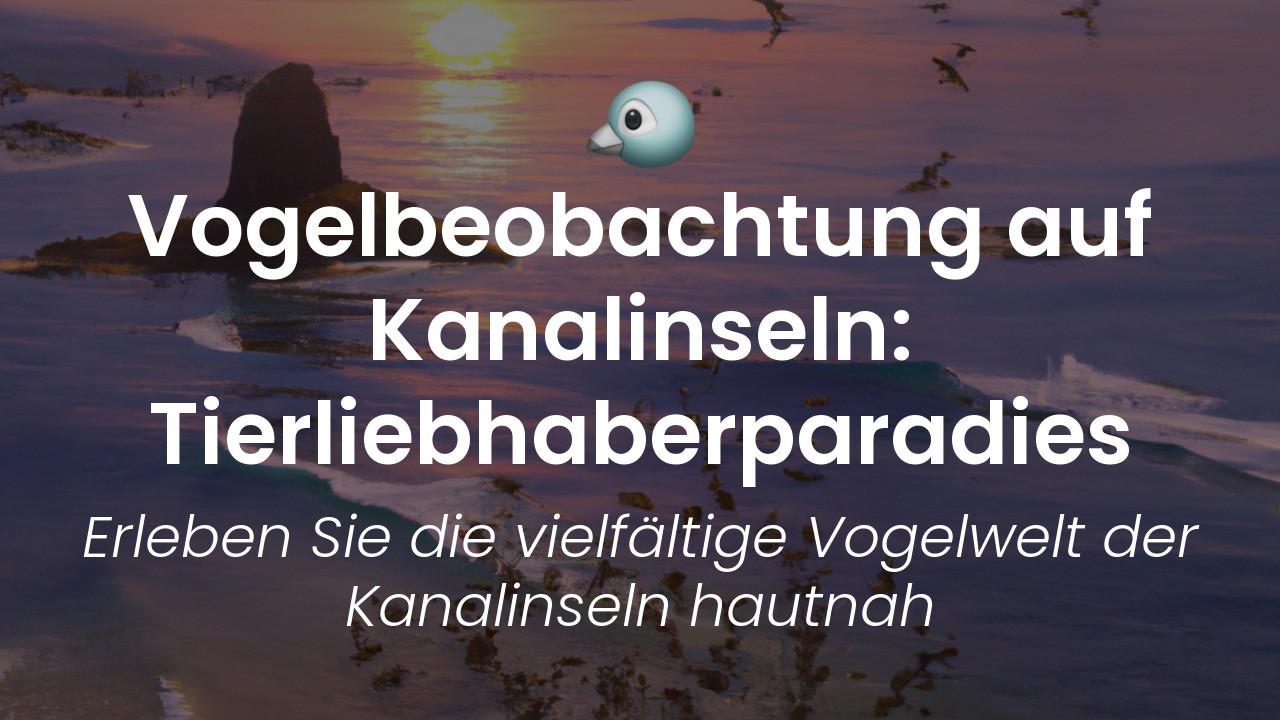Vogelbeobachtungstouren Kanalinseln-featured-image